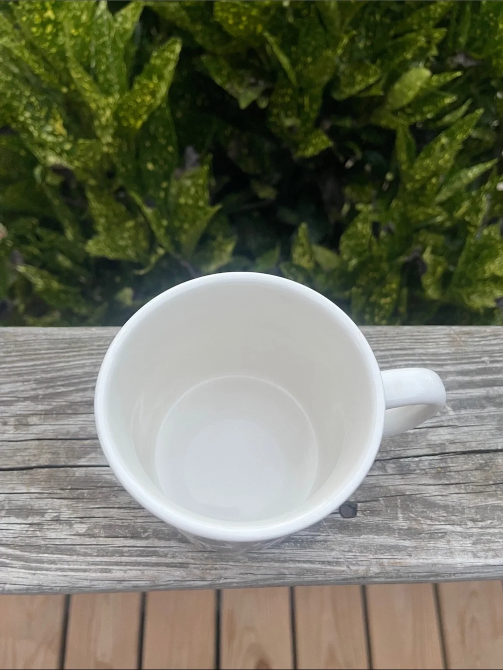 Pottery Barn Denise Fiedler Dog ceramic mug